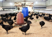 오골계가 아닙니다 ‘연산오계’입니다