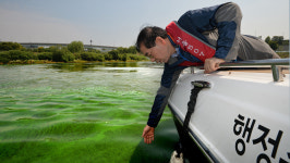 [포토] 녹조 악화…신음하는 한강·낙동강