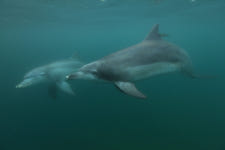 국기에 대한 경례도 않고 돌고래는 떠났다