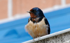 강남 갔던 제비들 돌아오나