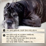[카드뉴스] 여러분의 반려동물이 주인님께 부탁드려요