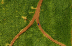 [포토] 청보리밭 사잇길로…