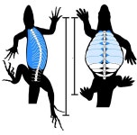 [환경뉴스] 갈비가 변한 거북 등딱지, 애초 보호 아닌 땅파기 용