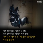 [카드뉴스] 전봇대 까치집 철거에도 예의가 있다