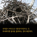 [카드뉴스] 전봇대 까치집 철거에도 예의가 있다