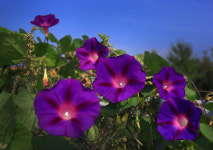 [탁기형의 생각 있는 풍경] 나팔꽃에게 배우라