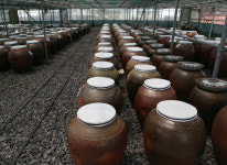 먹거리는 넘쳐도 진짜 제주 맛은 따로 있다