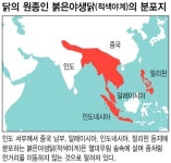  세계를 ‘정복’한 닭 어디서 어떻게 퍼졌나 