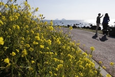  봄바람이 ‘살랑’ 제주…꽃천지 꽃내음 참 좋다 