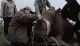  남아공 ‘코뿔소 농장’ 영업 재개…거세지는 윤리 논란 