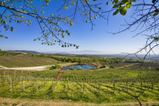  디오니소스 나라, 그리스 와인 가성비 ‘딱 좋아’ 