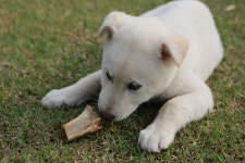  [단독] 새가족 만난 ‘박근혜 진돗개’…“종견장 아니라 행복해요” 