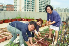  신수동주민센터 옥상 텃밭, 마을공동체 거점 구실 