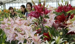  국산 나리꽃 평가회 열린다 