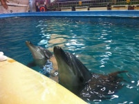  홀로 남은 큰돌고래 태지…끝내 ‘불법포획’ 수족관에 넘겨져 