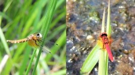  정족산 무제치늪에 꼬마잠자리 다시 날다 