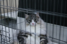  “뉘집 앤지 정말 이쁘네”…‘냥집사’는 자꾸 한눈을 팔았다 