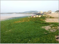  괭생이모자반 물러가자 이번엔 파래·저염분수 유입 ‘촉각’ 