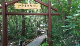  여름 서귀포의 숲, 피톤치드 쏟아지는 거대한 천연 에어컨 