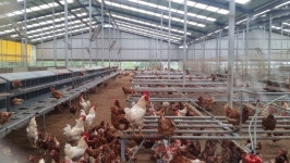  외출할 수 있는 닭은 얼마나 행복한가 