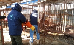  [단독] 전국 개고기 64%서 항생제 검출 