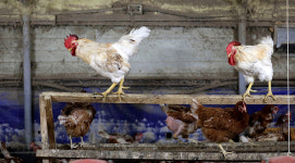  [이순간] 엇갈린 닭의 운명 어느 게 최선입니까 