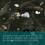  [카드뉴스] 우리가 몰랐던 실내낚시터 물고기의 삶 