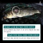  [카드뉴스] 우리가 몰랐던 실내낚시터 물고기의 삶 