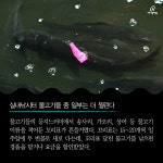  [카드뉴스] 우리가 몰랐던 실내낚시터 물고기의 삶 
