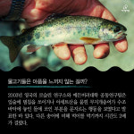  [카드뉴스] 우리가 몰랐던 실내낚시터 물고기의 삶 