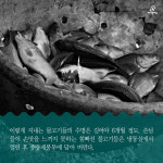  [카드뉴스] 우리가 몰랐던 실내낚시터 물고기의 삶 