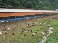  동물복지농장, 밀집사육보다 경제효율성 더 높다 