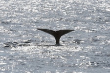  [영상] 동해 어딘가 ‘백경’이 있다 