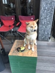  댕댕아, 오늘은 특별한 데이트 할까?  