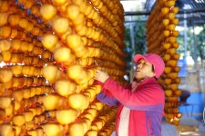  저무는 늦가을…곶감 말리는 농심 