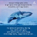  [카드뉴스] 52Hz…52Hz…세상에서 가장 외로운 고래 이야기 