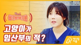  임신 준비하는 ‘냥집사’, 톡소플라스마 대처법 