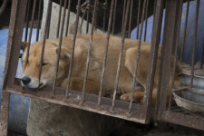  개그맨 김원효 “개고기 먹는 게 미안해졌어요” 