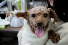  불법번식장에 살던 몰티즈, 당신을 기다립니다 