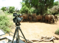 [환경뉴스] 꿀벌 보면 코끼리 ‘벌벌’, 농민과 코끼리 상생 길 텄다