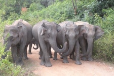 [환경뉴스] 꿀벌 보면 코끼리 ‘벌벌’, 농민과 코끼리 상생 길 텄다