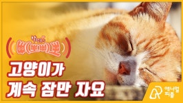 고양이의 심한 ‘우다다’는 호르몬질환…병원에 가보세요 
