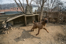  개농장의 개들은 반갑다고 했다 