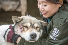  개농장의 개들은 반갑다고 했다 