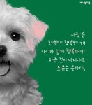  [카드뉴스] 알록달록 염색한 개, 기분도 밝을까요? 