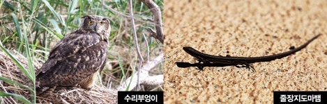  수리부엉이까지 서식…한강 생태계 크게 개선 