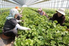  ‘산나물의 제왕’ 양구곰취 본격 출하 