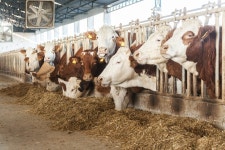  뚱보소 ‘투플이’는 풀냄새가 그립다 