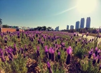  꽃향기 가득한 ‘태화강 향기정원’ 구경오이소 