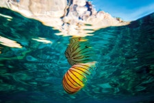  아름다운 커튼 뒤에 숨긴 독 